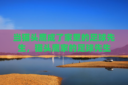 当猫头鹰成了家里的足球先生，猫头鹰家的足球先生