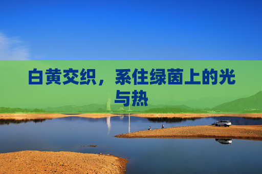 白黄交织，系住绿茵上的光与热