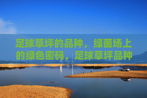 足球草坪的品种，绿茵场上的绿色密码，足球草坪品种，绿茵场的绿色密码